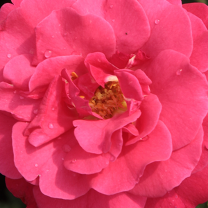 Питомник РозPoзa Дофин - Роза флорибунда  - розовая - роза с тонким запахом - Жан-Мари Гожар - Сажается в бордюры и узкие клумбы, где смешиваются с растениями с серебристой листвой (лавандой, кошачьей мятой). Для розы характерно долгое цветение, цветет до середины осени.
